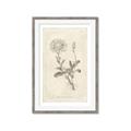 Picture of Flower Sketch III _GroupedProduct_Rectangle_Portrait_Framed_Matted_