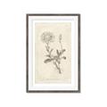 Picture of Flower Sketch III _GroupedProduct_Rectangle_Portrait_Framed_Matted_