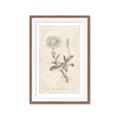 Picture of Flower Sketch III _GroupedProduct_Rectangle_Portrait_Framed_Matted_