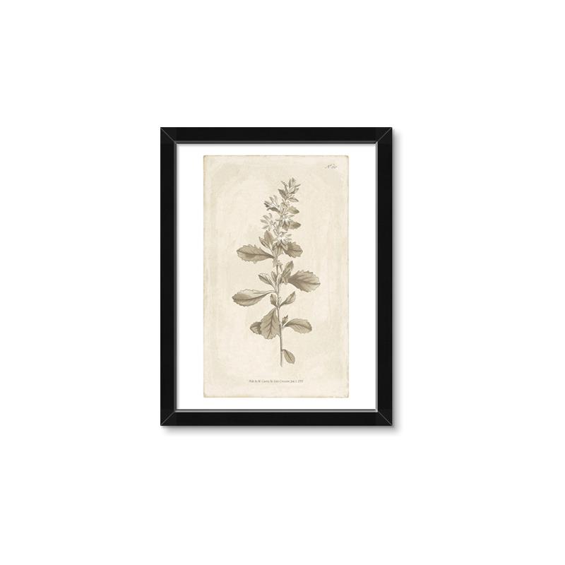 Picture of Flower Sketch IV _GroupedProduct_Rectangle_Portrait_Framed_Matted_