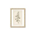 Picture of Flower Sketch IV _GroupedProduct_Rectangle_Portrait_Framed_Matted_
