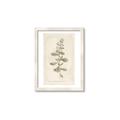 Picture of Flower Sketch IV _GroupedProduct_Rectangle_Portrait_Framed_Matted_