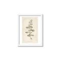 Picture of Flower Sketch IV _GroupedProduct_Rectangle_Portrait_Framed_Matted_