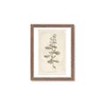 Picture of Flower Sketch IV _GroupedProduct_Rectangle_Portrait_Framed_Matted_