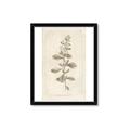 Picture of Flower Sketch IV _GroupedProduct_Rectangle_Portrait_Framed_Matted_