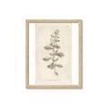 Picture of Flower Sketch IV _GroupedProduct_Rectangle_Portrait_Framed_Matted_