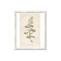 Picture of Flower Sketch IV _GroupedProduct_Rectangle_Portrait_Framed_Matted_
