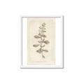 Picture of Flower Sketch IV _GroupedProduct_Rectangle_Portrait_Framed_Matted_