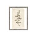 Picture of Flower Sketch IV _GroupedProduct_Rectangle_Portrait_Framed_Matted_