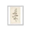 Picture of Flower Sketch IV _GroupedProduct_Rectangle_Portrait_Framed_Matted_