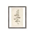 Picture of Flower Sketch IV _GroupedProduct_Rectangle_Portrait_Framed_Matted_