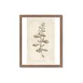 Picture of Flower Sketch IV _GroupedProduct_Rectangle_Portrait_Framed_Matted_