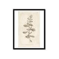 Picture of Flower Sketch IV _GroupedProduct_Rectangle_Portrait_Framed_Matted_