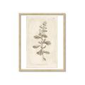 Picture of Flower Sketch IV _GroupedProduct_Rectangle_Portrait_Framed_Matted_