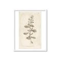 Picture of Flower Sketch IV _GroupedProduct_Rectangle_Portrait_Framed_Matted_
