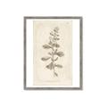 Picture of Flower Sketch IV _GroupedProduct_Rectangle_Portrait_Framed_Matted_