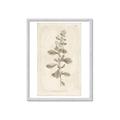 Picture of Flower Sketch IV _GroupedProduct_Rectangle_Portrait_Framed_Matted_
