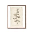 Picture of Flower Sketch IV _GroupedProduct_Rectangle_Portrait_Framed_Matted_