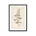 Picture of Flower Sketch IV _GroupedProduct_Rectangle_Portrait_Framed_Matted_