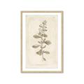 Picture of Flower Sketch IV _GroupedProduct_Rectangle_Portrait_Framed_Matted_