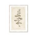 Picture of Flower Sketch IV _GroupedProduct_Rectangle_Portrait_Framed_Matted_