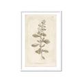 Picture of Flower Sketch IV _GroupedProduct_Rectangle_Portrait_Framed_Matted_