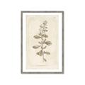 Picture of Flower Sketch IV _GroupedProduct_Rectangle_Portrait_Framed_Matted_