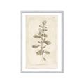 Picture of Flower Sketch IV _GroupedProduct_Rectangle_Portrait_Framed_Matted_