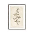 Picture of Flower Sketch IV _GroupedProduct_Rectangle_Portrait_Framed_Matted_