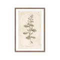 Picture of Flower Sketch IV _GroupedProduct_Rectangle_Portrait_Framed_Matted_