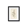 Picture of Flower Sketch IV _GroupedProduct_Rectangle_Portrait_Framed_Matted_