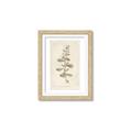 Picture of Flower Sketch IV _GroupedProduct_Rectangle_Portrait_Framed_Matted_