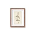 Picture of Flower Sketch IV _GroupedProduct_Rectangle_Portrait_Framed_Matted_