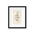 Picture of Flower Sketch IV _GroupedProduct_Rectangle_Portrait_Framed_Matted_