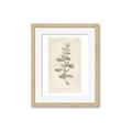 Picture of Flower Sketch IV _GroupedProduct_Rectangle_Portrait_Framed_Matted_