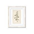 Picture of Flower Sketch IV _GroupedProduct_Rectangle_Portrait_Framed_Matted_