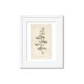 Picture of Flower Sketch IV _GroupedProduct_Rectangle_Portrait_Framed_Matted_