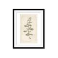 Picture of Flower Sketch IV _GroupedProduct_Rectangle_Portrait_Framed_Matted_