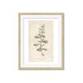 Picture of Flower Sketch IV _GroupedProduct_Rectangle_Portrait_Framed_Matted_