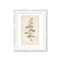 Picture of Flower Sketch IV _GroupedProduct_Rectangle_Portrait_Framed_Matted_