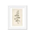 Picture of Flower Sketch IV _GroupedProduct_Rectangle_Portrait_Framed_Matted_