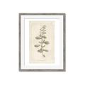 Picture of Flower Sketch IV _GroupedProduct_Rectangle_Portrait_Framed_Matted_
