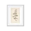 Picture of Flower Sketch IV _GroupedProduct_Rectangle_Portrait_Framed_Matted_