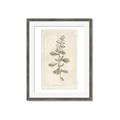 Picture of Flower Sketch IV _GroupedProduct_Rectangle_Portrait_Framed_Matted_