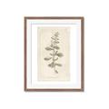 Picture of Flower Sketch IV _GroupedProduct_Rectangle_Portrait_Framed_Matted_