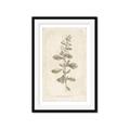 Picture of Flower Sketch IV _GroupedProduct_Rectangle_Portrait_Framed_Matted_