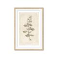 Picture of Flower Sketch IV _GroupedProduct_Rectangle_Portrait_Framed_Matted_