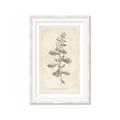 Picture of Flower Sketch IV _GroupedProduct_Rectangle_Portrait_Framed_Matted_