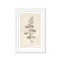 Picture of Flower Sketch IV _GroupedProduct_Rectangle_Portrait_Framed_Matted_