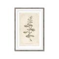 Picture of Flower Sketch IV _GroupedProduct_Rectangle_Portrait_Framed_Matted_